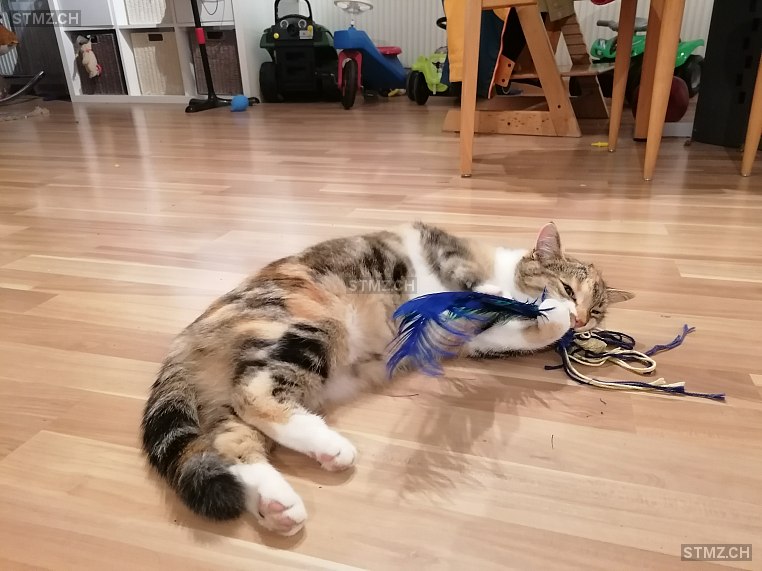 Cookie — Hauskatze ♀, Vermisst seit 02.08.2024, Konolfingen (BE)