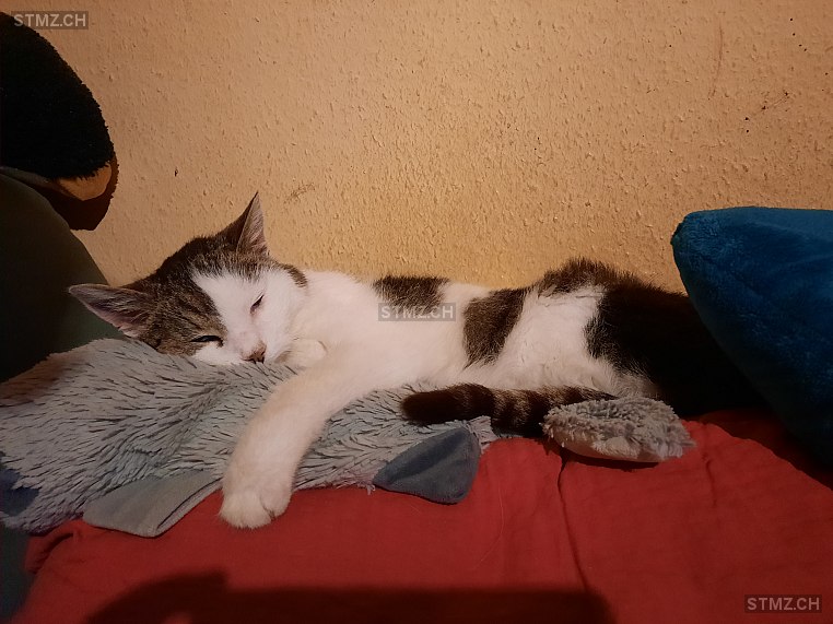 Kimba — Hauskatze ♀, Vermisst seit 30.07.2024, Burgdorf (BE)