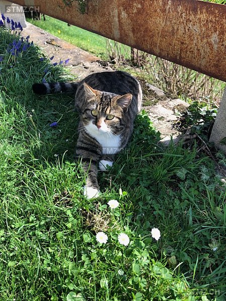 Diego — Hauskatze ♂, Vermisst seit 25.07.2024, Wittenbach (SG)