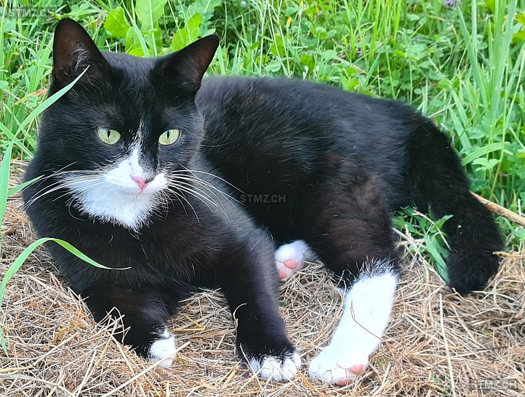 Lu — Hauskatze ♀, Vermisst seit 01.08.2024, Rickenbach bei Wil (TG)