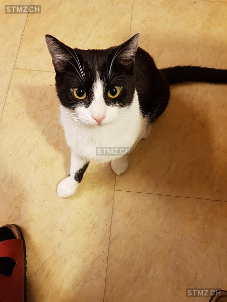 Bänz — Hauskatze ♂, Vermisst seit 31.03.2024, Frick (AG)