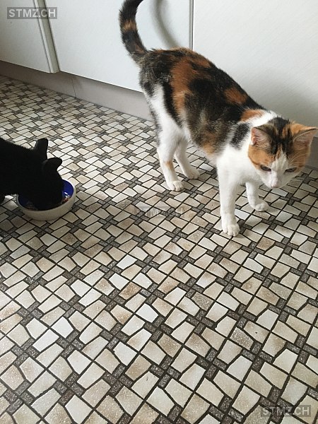 May — Hauskatze ♀, Vermisst seit 24.07.2024, Buckten (BL)