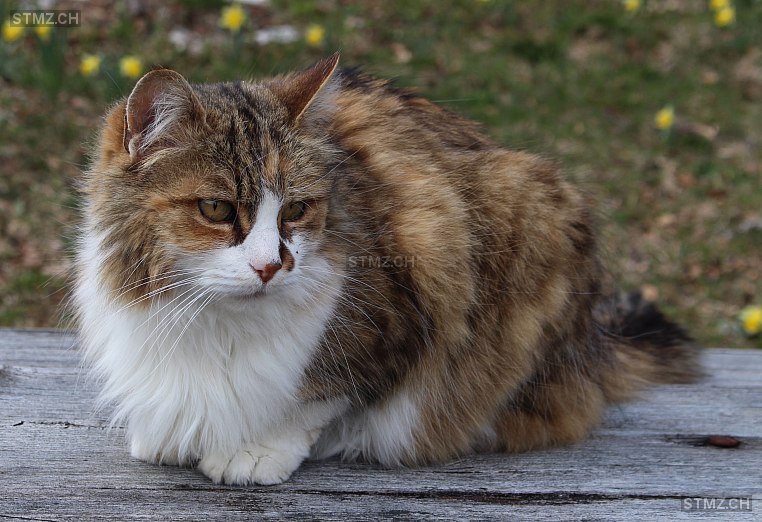 Charlotta — Norwegische Waldkatze ♀, Vermisst seit 03.08.2024, Bürchen (VS)