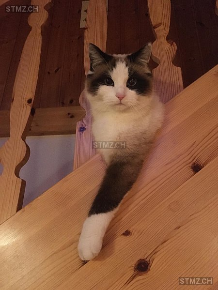 Olafe — Hauskatze ♀, Vermisst seit 23.07.2024, Echarlens (FR)