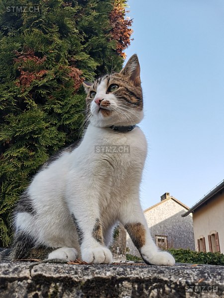 Hâpy — Hauskatze ♂, Vermisst seit 29.07.2024, La Rippe (VD)