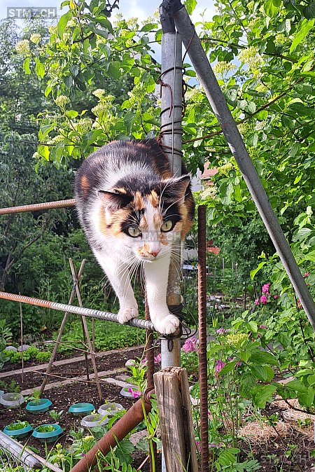 Lucy — Hauskatze ♀, Vermisst seit 04.08.2024, Bern (BE)