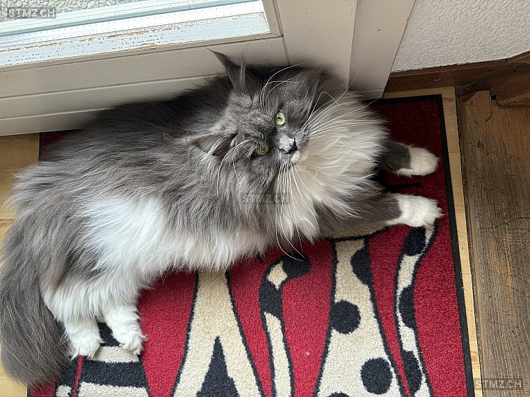 Aarany — Maine Coon ♀, Vermisst seit 14.06.2024, Oberwangen bei Bern (BE)