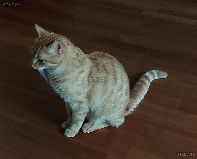 Leo — Hauskatze ♂, Vermisst seit 03.08.2024, Kallnach (BE)