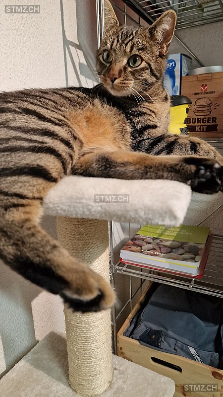 Balu — Hauskatze ♂, Vermisst seit 04.08.2024, Frick (AG)