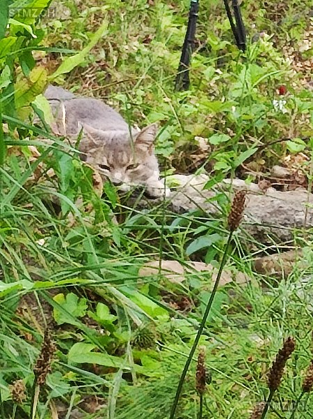 Ginger — Hauskatze ♀, Vermisst seit 31.07.2024, Studen BE (BE)