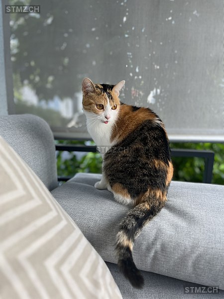 Hermine — Katze ♀, Vermisst seit 08.08.2024, Kreuzlingen (TG)