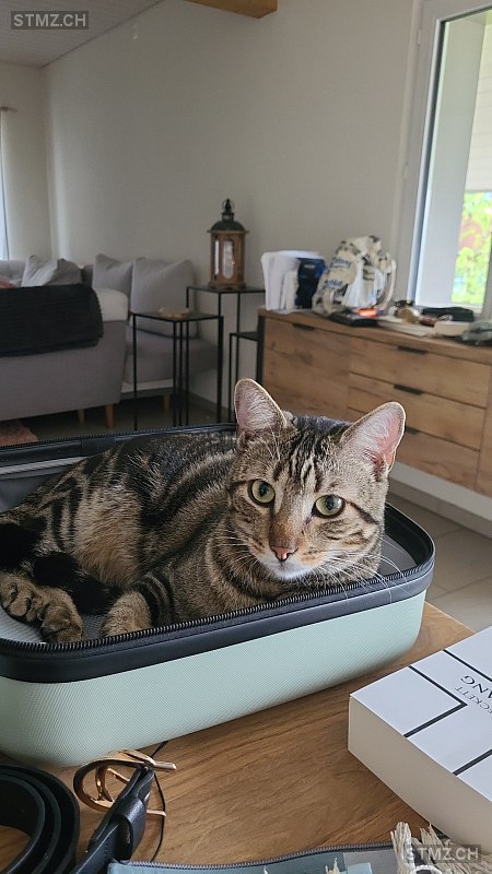 Bänz — Hauskatze ♂, Vermisst seit 06.08.2024, Etziken (SO)