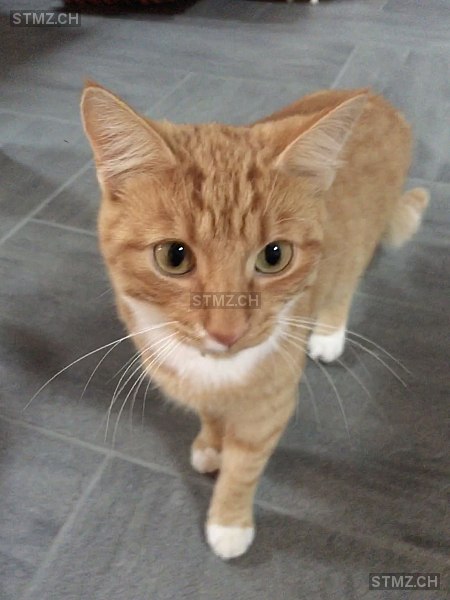 Suna — Hauskatze ♀, Vermisst seit 06.02.2024, Uetendorf (BE)