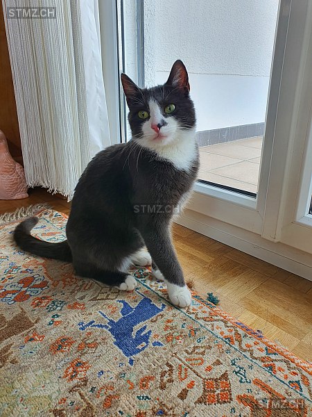 Leo — Hauskatze ♂, Vermisst seit 09.08.2024, Hinwil (ZH)