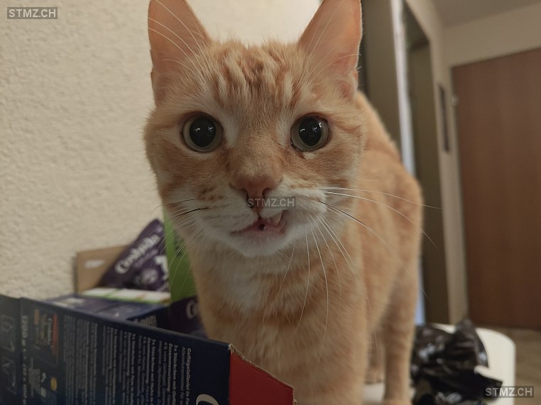 Garfield — Hauskatze ♂, Vermisst seit 12.08.2024, Walterswil SO (SO)