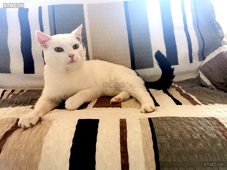 Dalmi — Hauskatze ♂, Vermisst seit 09.08.2024, Wichtrach (BE)