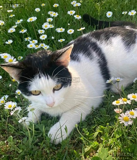 Giulia — Hauskatze ♀, Vermisst seit 10.08.2024, Preonzo (TI)