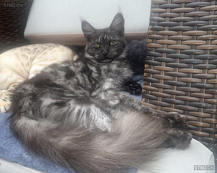 Rina — Maine Coon ♀, Perdu depuis 11.08.2024, Aesch BL (BL)