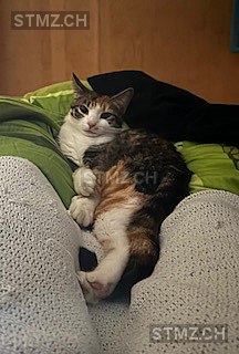 Vermisste Katzen #349486 — Hauskatze ♀, Vermisst seit ?, Muttenz (BL)