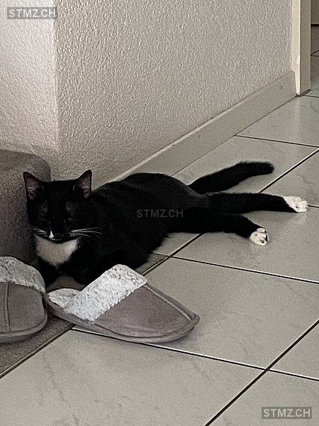 Gugi / luigi — Hauskatze ♂, Vermisst seit 16.08.2024, Busswil bei Büren (BE)
