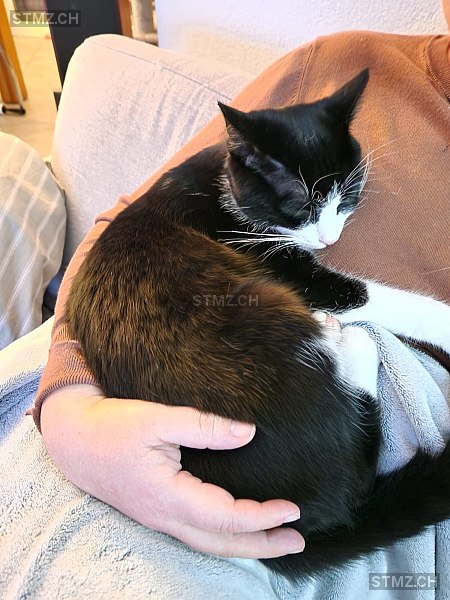 Mäx — Hauskatze ♂, Vermisst seit 16.08.2024, Messen (SO)