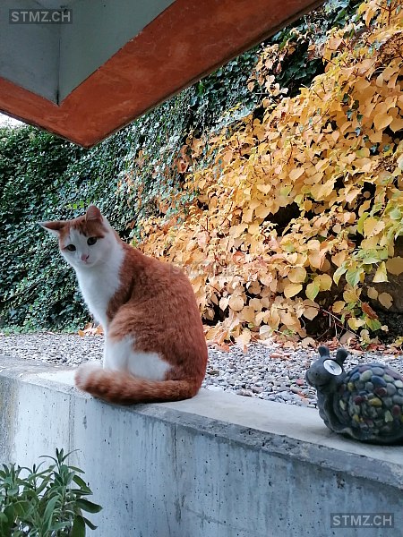 Nemo — Hauskatze ♂, Vermisst seit 16.08.2024, Hergiswil NW (NW)