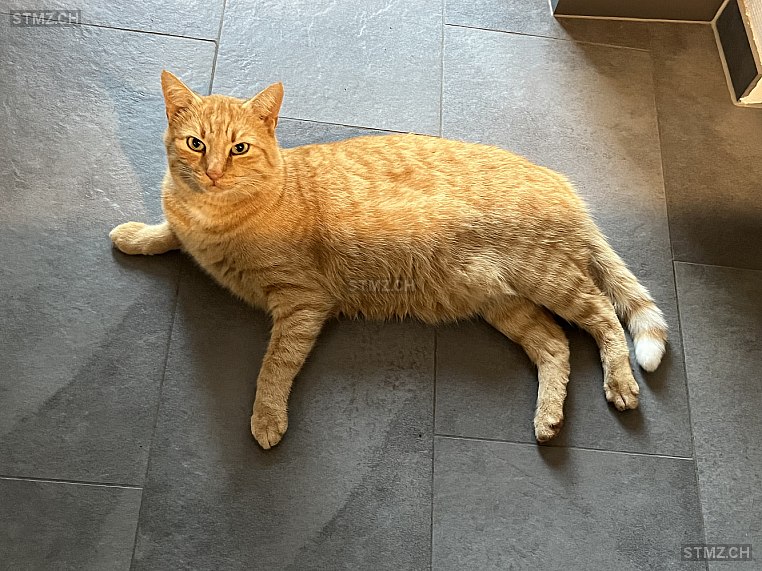 Gypsy — Hauskatze ♂, Vermisst seit 15.08.2024, Siblingen (SH)