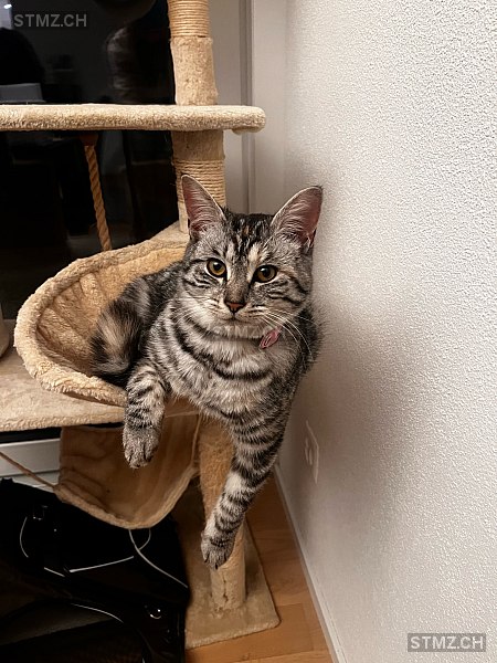 Zora — Hauskatze ♀, Vermisst seit 20.08.2024, Fehraltorf (ZH)