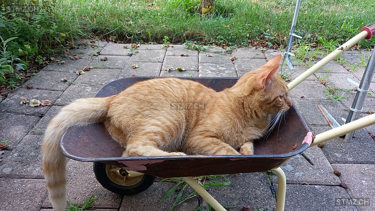 Juri — Hauskatze ♂, Vermisst seit 19.08.2024, Rheinau (ZH)