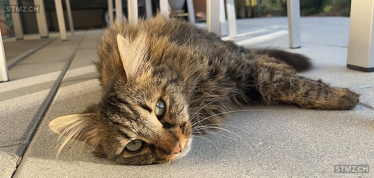 Lilup — Norwegische Waldkatze ♀, Vermisst seit 19.08.2024, Grünenmatt (BE)