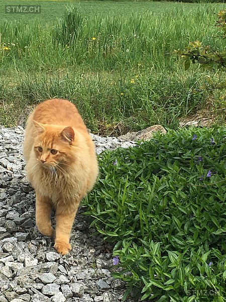 Bliksem — Hauskatze ♂, Vermisst seit 18.08.2024, Magden (AG)