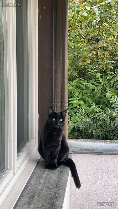 Tyson — Hauskatze ♂, Vermisst seit 21.08.2024, Russikon (ZH)