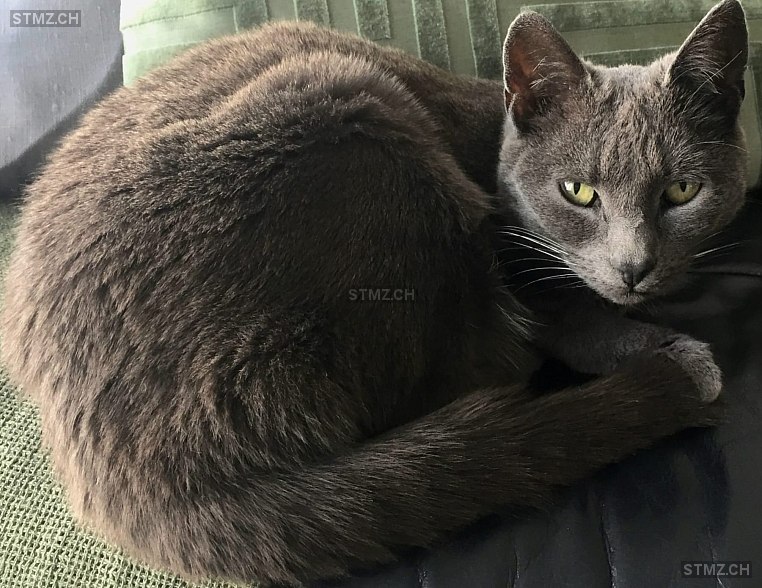 Naima — Hauskatze ♀, Vermisst seit 19.08.2024, Biel/Bienne (BE)