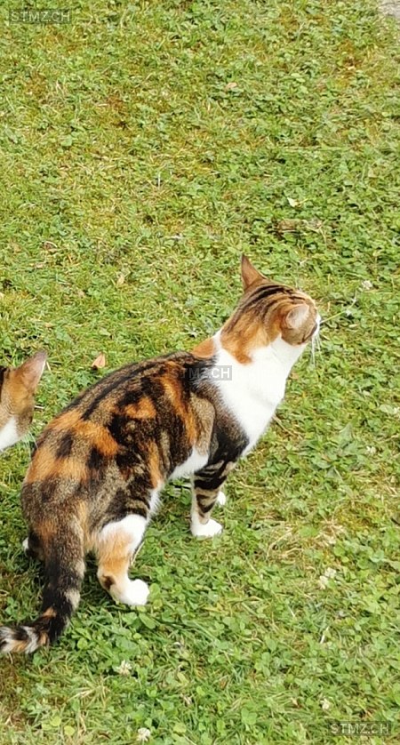 Mila — Hauskatze ♀, Vermisst seit 21.08.2024, Lyss (BE)