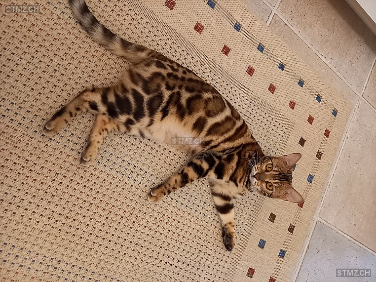 Suri — Bengalen ♀, Vermisst seit 23.08.2024, Stäfa (ZH)