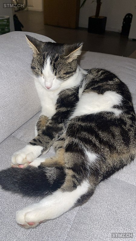 Baileys — Hauskatze ♀, Vermisst seit 24.08.2024, Seuzach (ZH)
