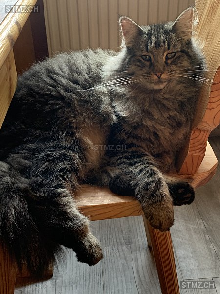 Fidji — Norwegische Waldkatze ♀, Vermisst seit 27.08.2024,  ()