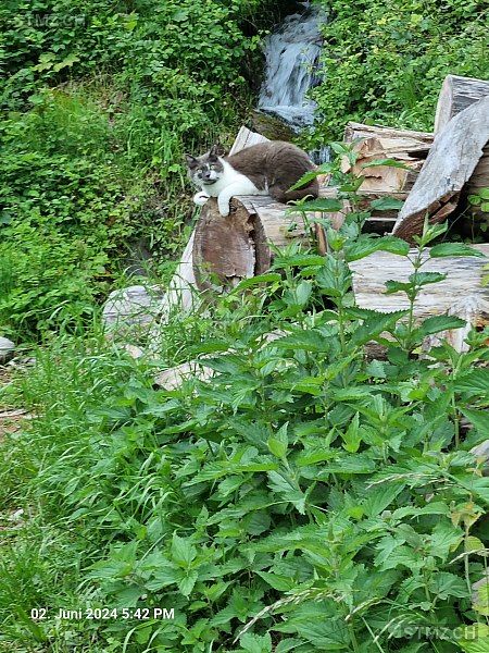 Jackie — Hauskatze ♂, Vermisst seit 22.07.2024, Flumserberg Bergheim (SG)