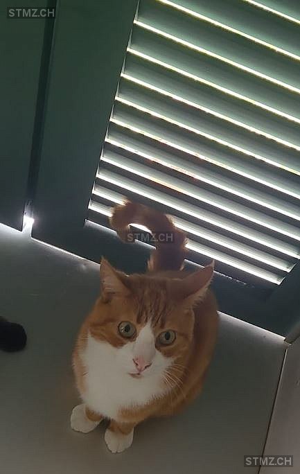 Vermisste Katzen #351233 — Hauskatze ♂, Vermisst seit ?, Bäriswil BE (BE)