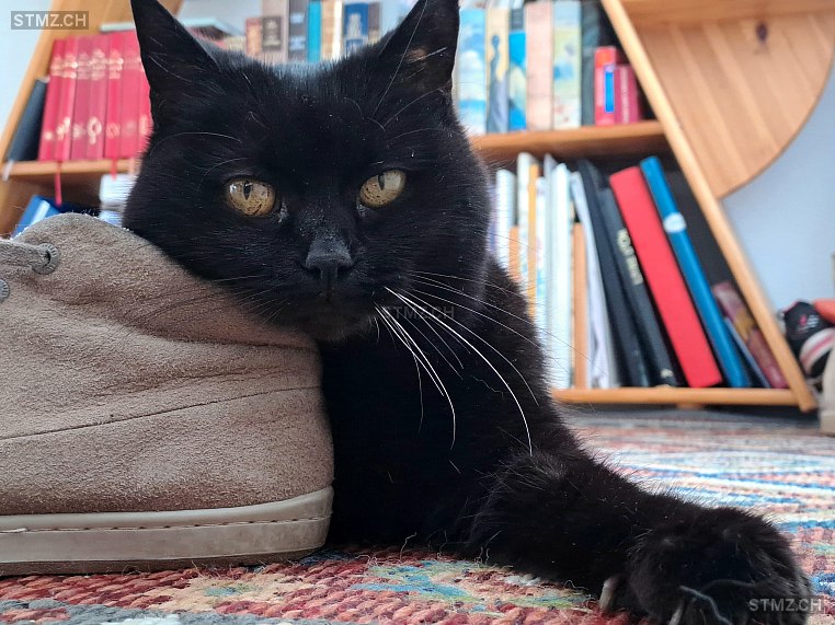 Mouschi — Hauskatze ♀, Vermisst seit 23.07.2024, Riaz (FR)