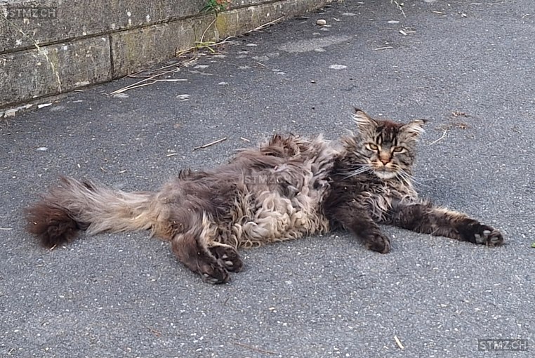 FUCHUR — Maine Coon ♂, Vermisst seit 17.07.2024, Neuenegg (BE)