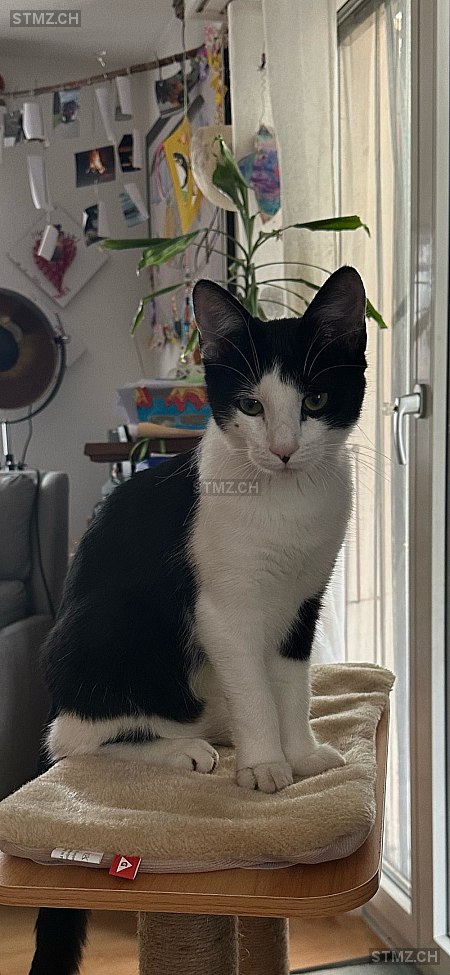 Capo — Hauskatze ♂, Vermisst seit 05.09.2024, Luterbach (SO)