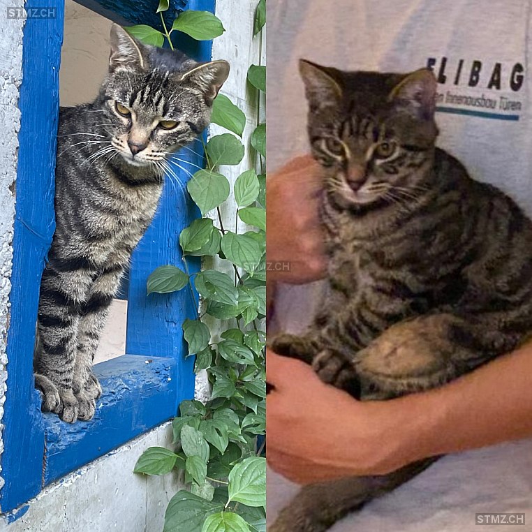 Börni — Hauskatze ♂, Vermisst seit 06.09.2024, Elgg (ZH)