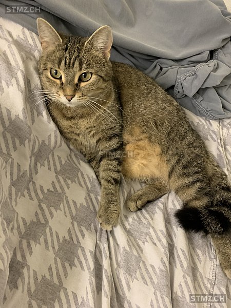 Joya — Hauskatze ♀, Vermisst seit 14.09.2024, Kerns (OW)