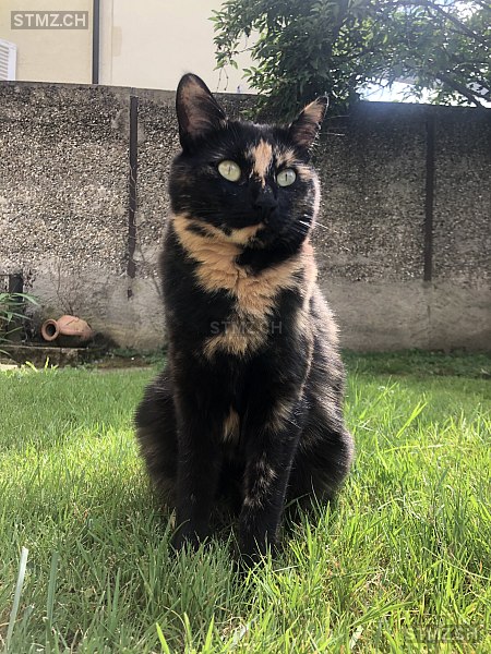 Noelle — Hauskatze ♀, Vermisst seit 30.09.2024, Reinach BL (BL)