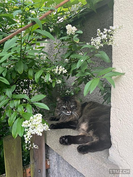 Mescalito — Hauskatze ♂, Vermisst seit 07.10.2024, Hünibach (BE)