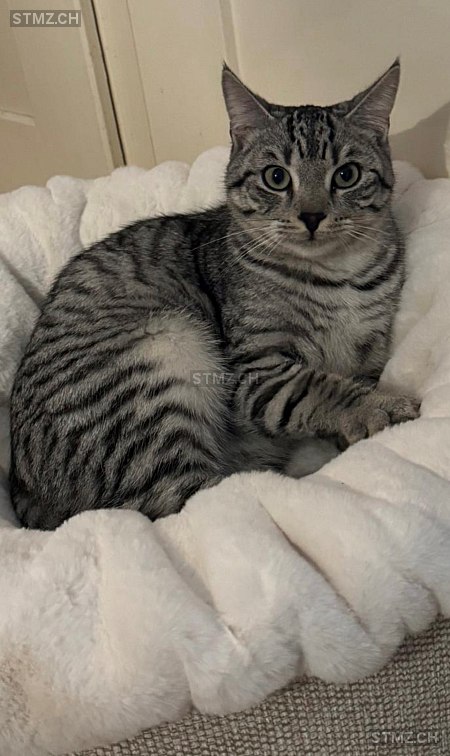 Vermisste Katzen #354628 — Hauskatze ♂, Vermisst seit ?, Uster (ZH)