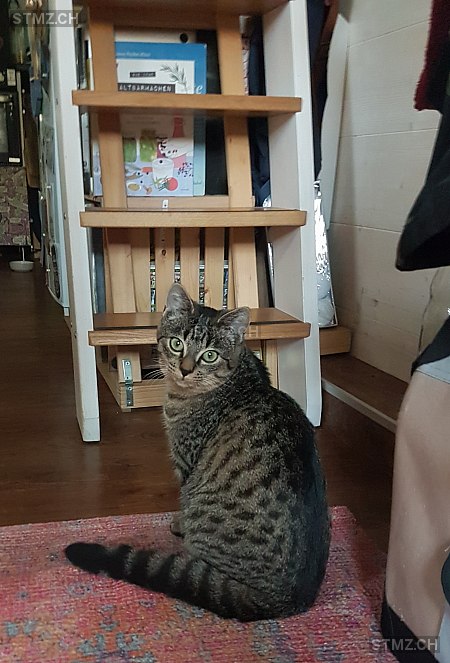 Pippin — Hauskatze ♂, Vermisst seit 11.07.2024, Frauenfeld (TG)