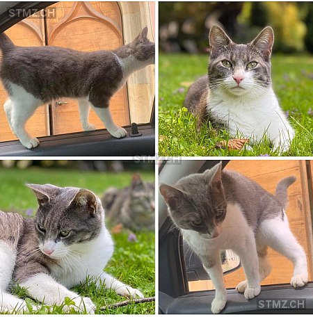 Cookie — Hauskatze ♀, Vermisst seit 31.07.2024, Cudrefin (VD)