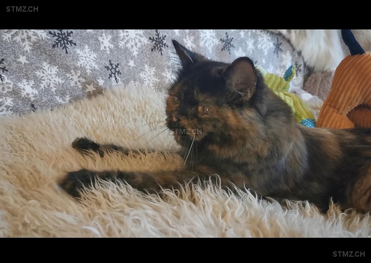 Bärli — Hauskatze ♀, Vermisst seit 31.07.2024, Mehlsecken (LU)